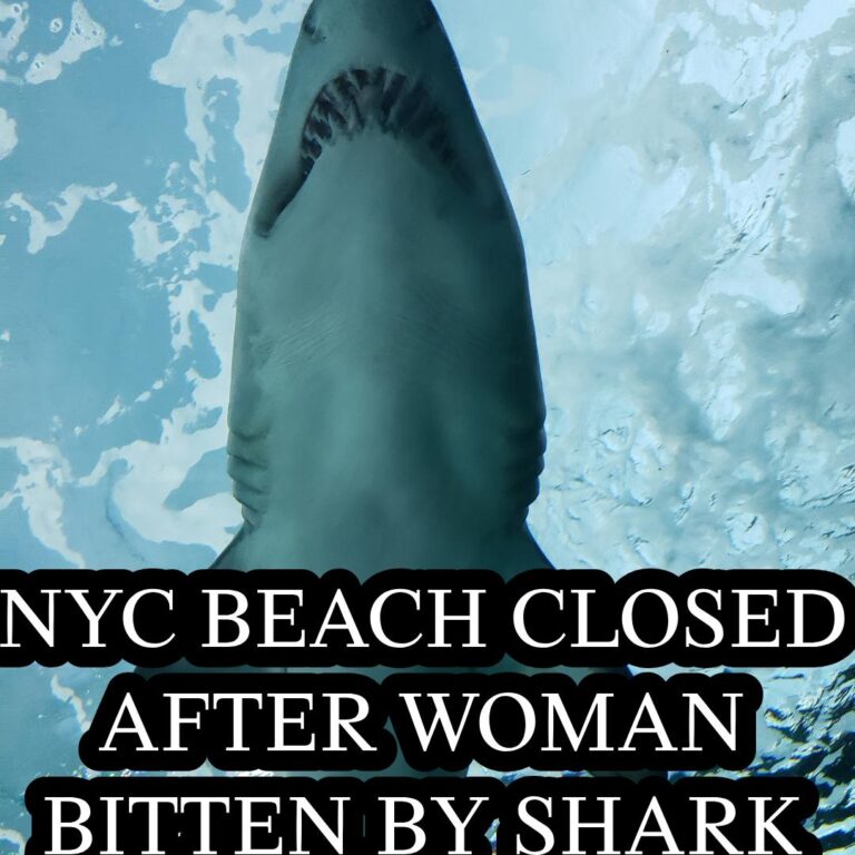 What You Need to Do If Attacked by a Shark