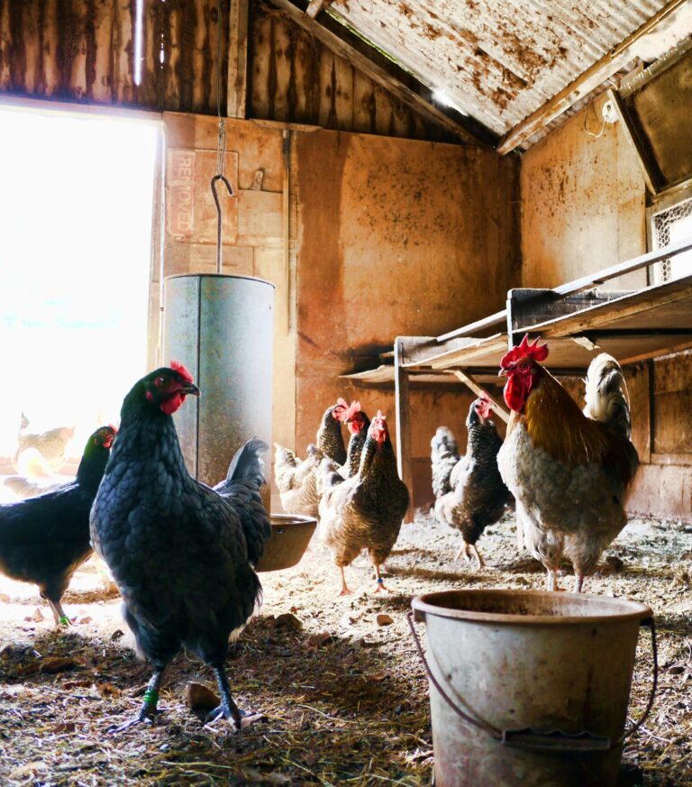 Bird Flu Jumped to Cows, Then to a Human