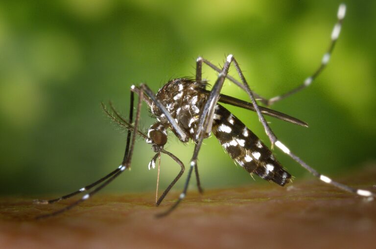 Westnile virus in New York 2026: latest updates and safety guide