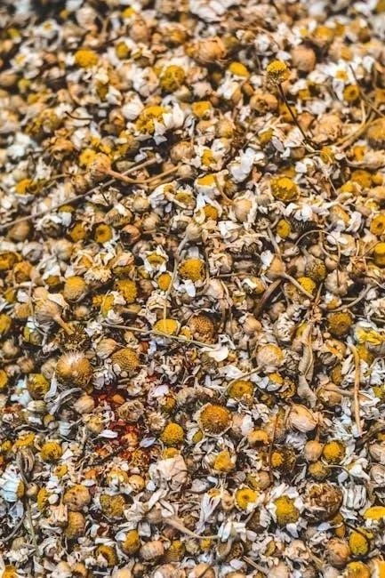 Local Relief: How Bronx Families Can Secure Break from Caregiving