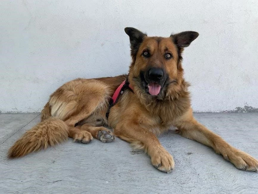 Life-Line 2026: choosing the Best Alert Tech for Seniors