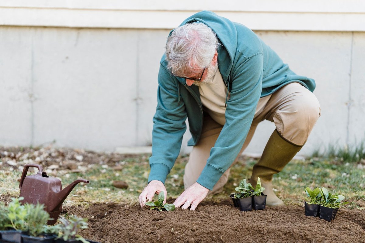 Older man in a teal hoodie planting seedlings in a garden bed