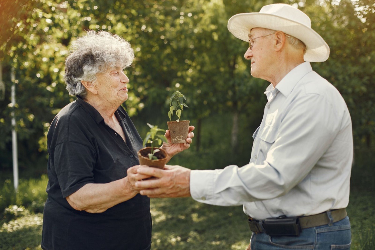 Elderly couple holding small potted seedlings together in a sunny garden
