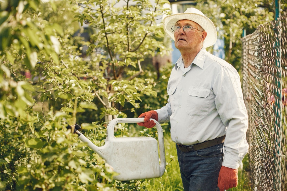 Older man in a sun hat and gloves watering shrubs with a large watering can in a garden