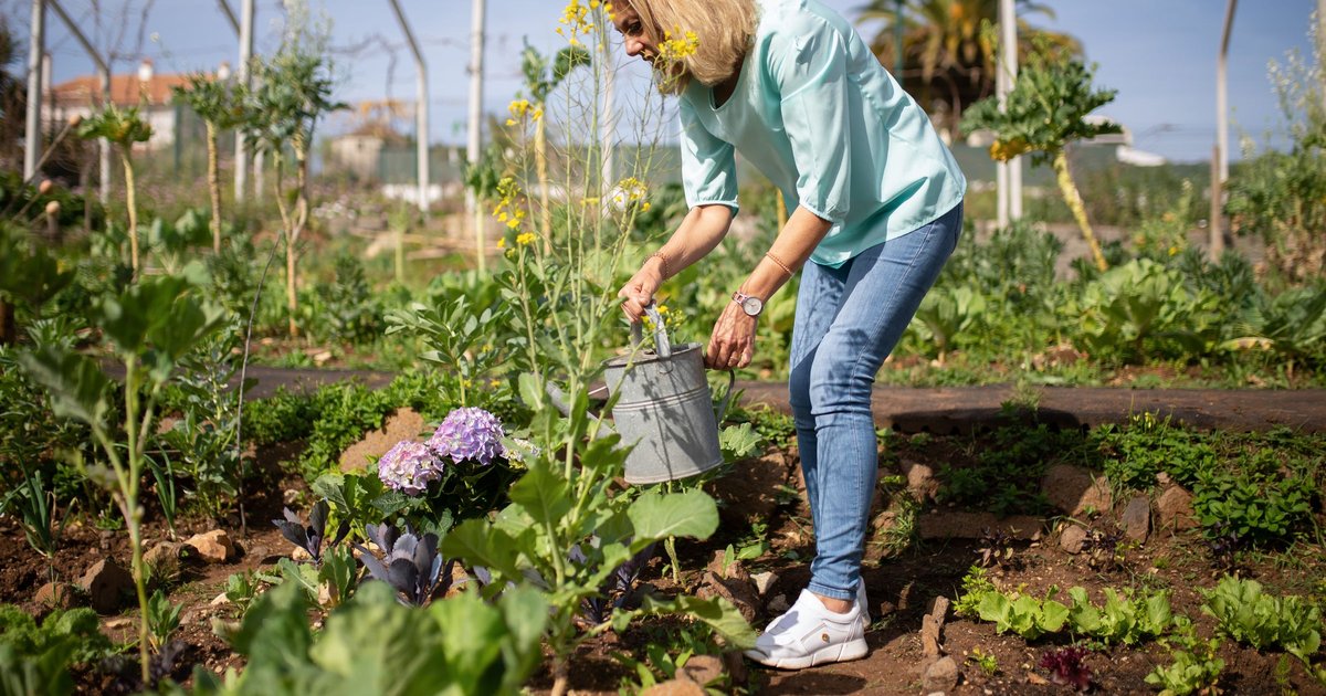 Woman in a sunny garden bending over a watering can among vegetable plants